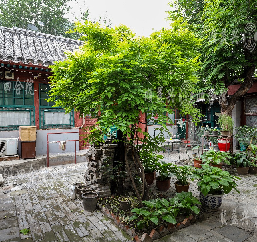 庭院